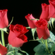 Illustration for article titled A Complete Guide To Buying Her Flowers